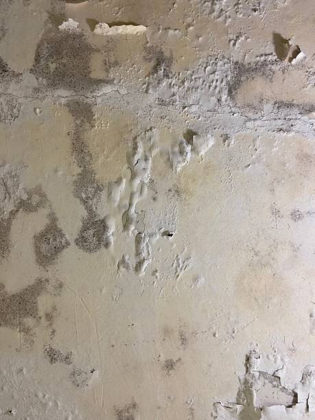 Mold Removal Process in El Mirage, AZ